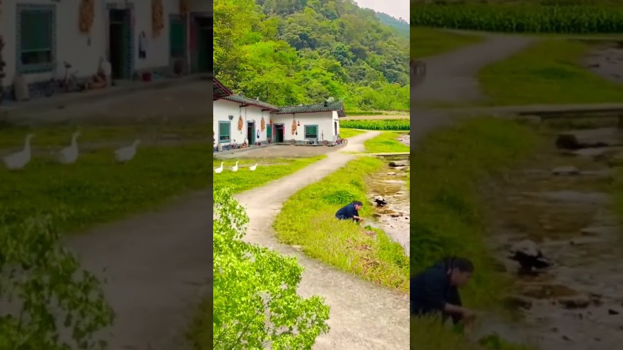 short video #nature bird voice #releax #travel #relxing #liferelaxation #birds #releaxing #beautiful