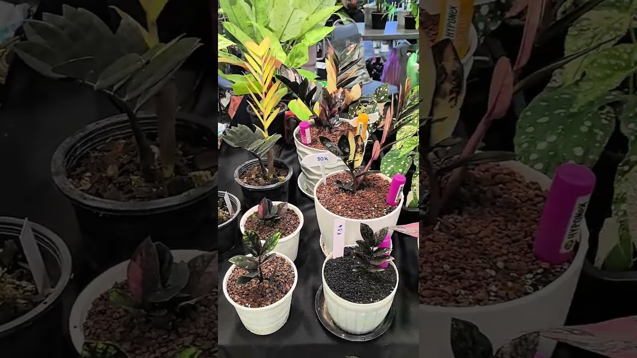 Bangkok International Exotic Plant Show and Sale December 2025 