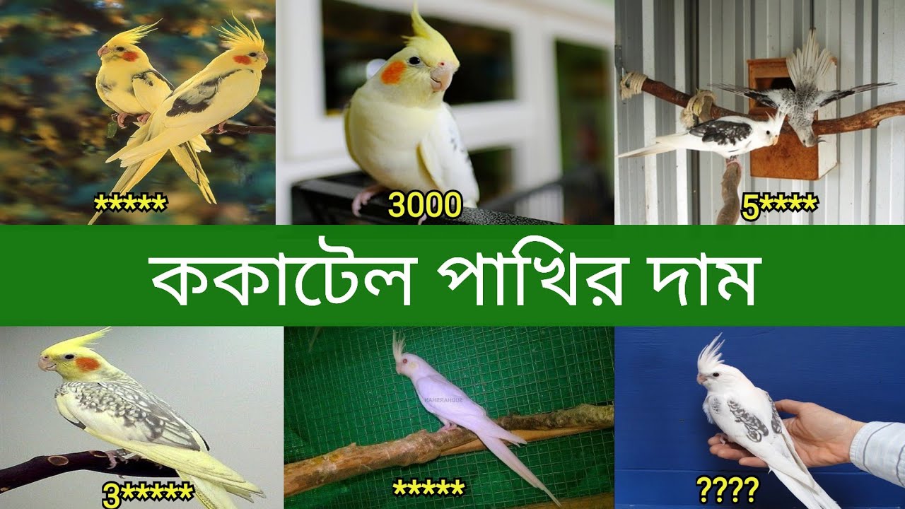 ককাটেল পাখির দাম | Cockatiel Bird Price In Bangladesh and India