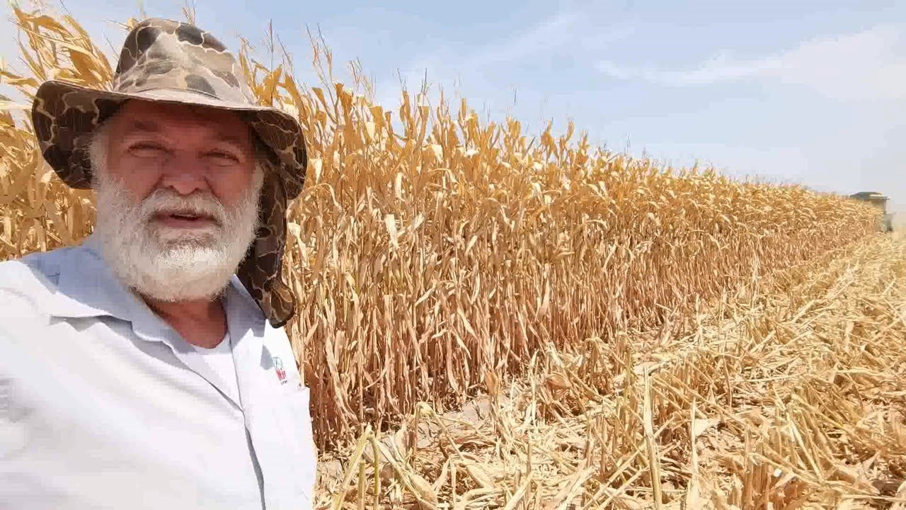 Atider maíz alto rendimiento, resultados de trilla en ejido Nezahualcóyotl Mexicali BC 22 jul 2021