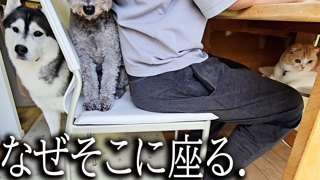 食事中に挟まる犬と猫の姿がかわいい...