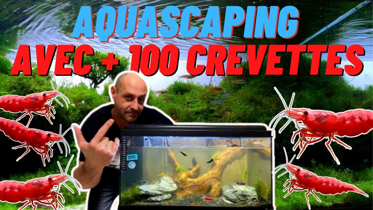 UN NOUVEAU AQUASCAPING AVEC + 100 CREVETTES ( part 2 )