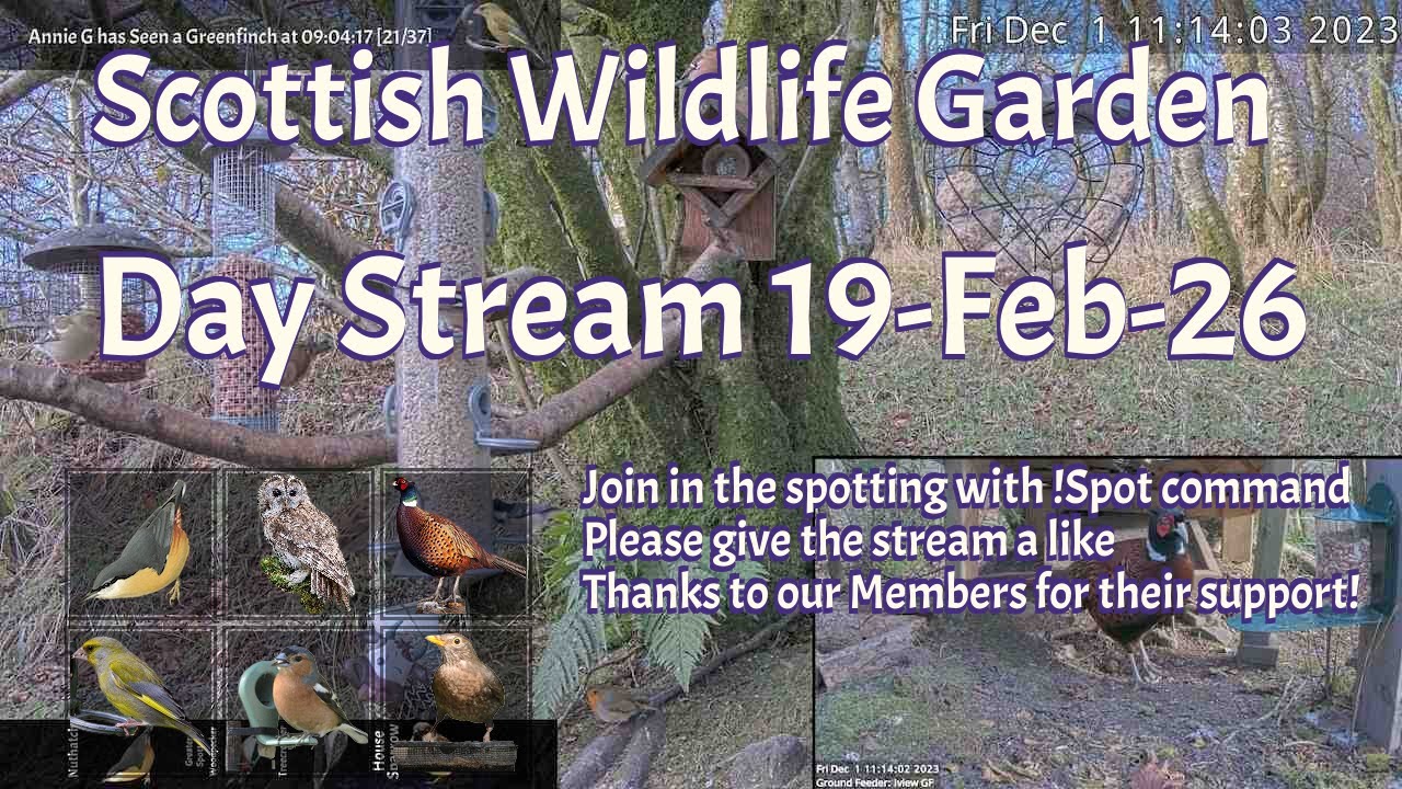 Day Stream February 19th 2026 | Bird Feeders, Wildlife Cameras Scotland UK from SWG