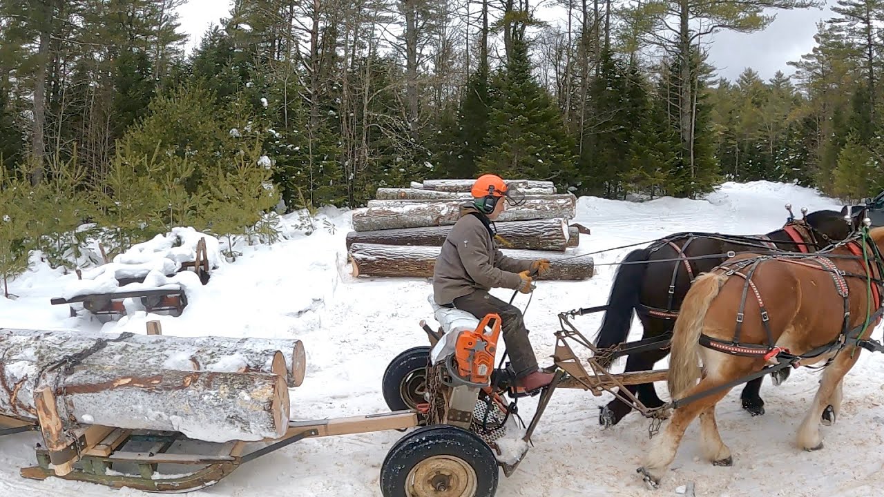 Готовим наши НОВЫЕ (почти) САНИ ДЛЯ ЛЕСОЗАГОТОВКИ!! // Draft Horse Logging #441
