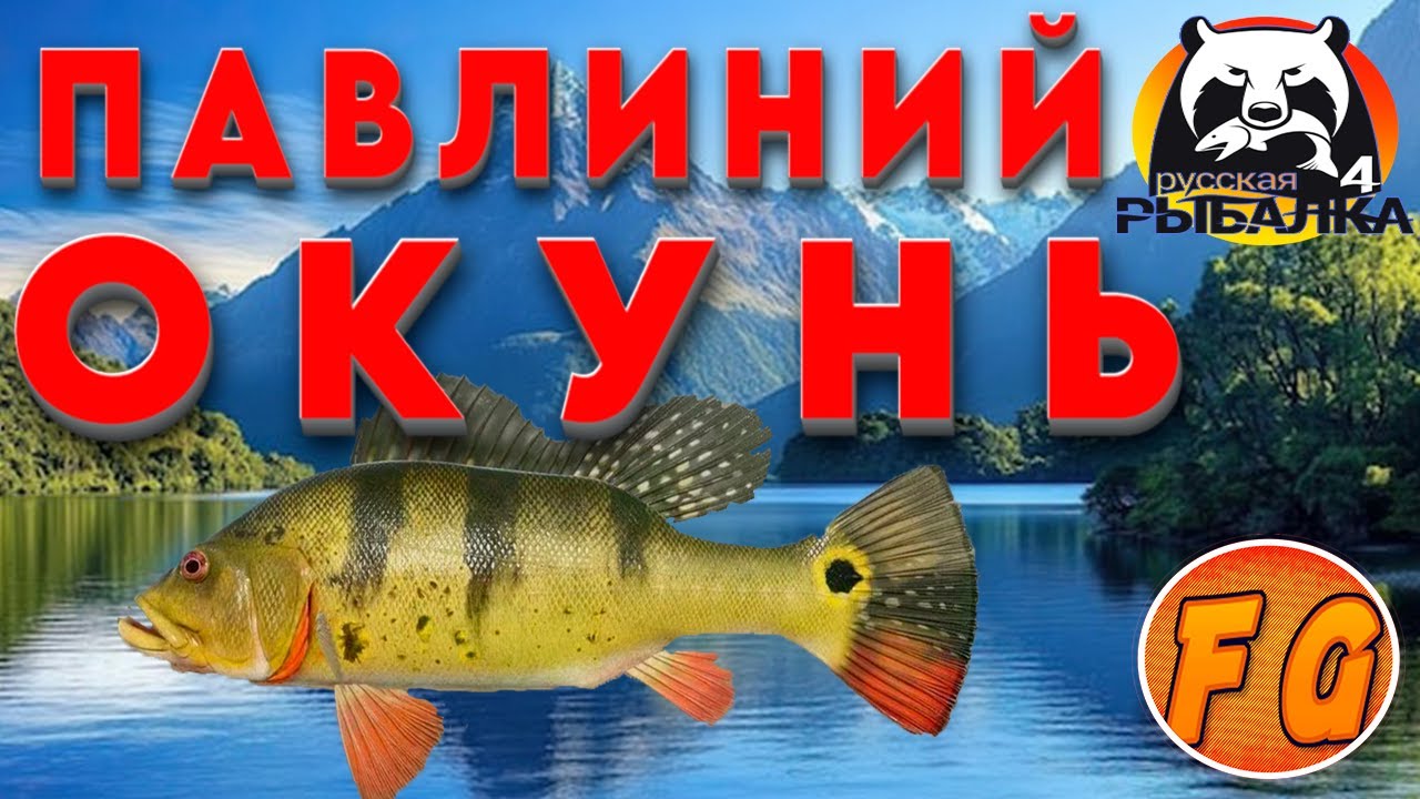 Где поймать Павлиньего окуня на оз. Лосиное. Экстра задание 6-1. Russian Fishing 4. рр4.