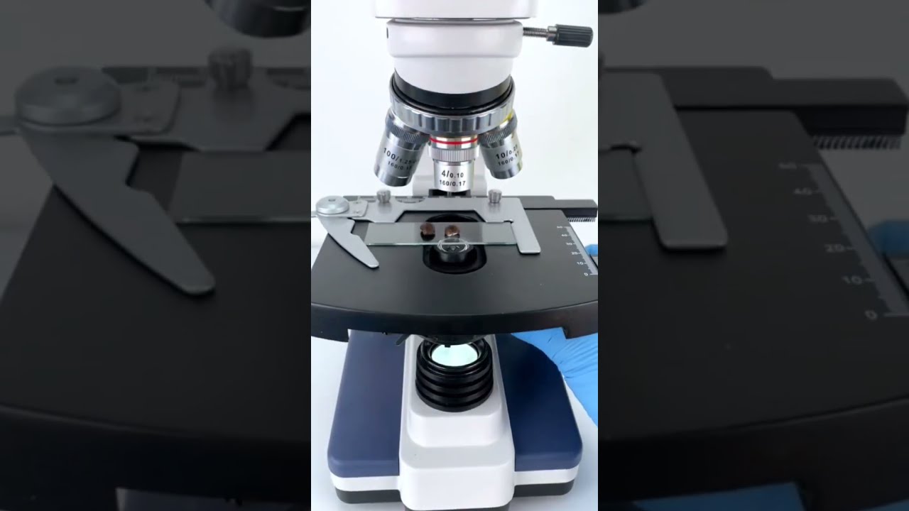 Microcosmos Marvels: Unveiling Hidden Bacteria in Coffee Beans Under the Microscope! ☕🔬