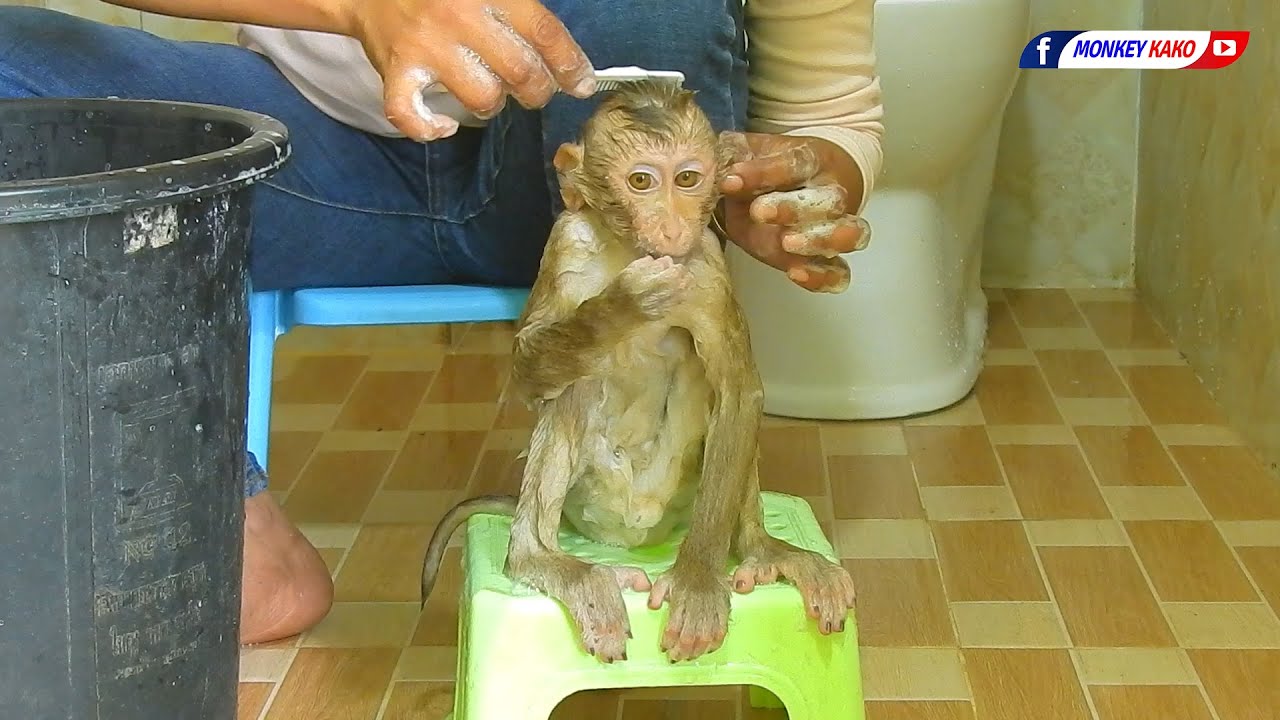 Baby Monkey Bath Routine | Cutie LUNA Loves To Take A Bath