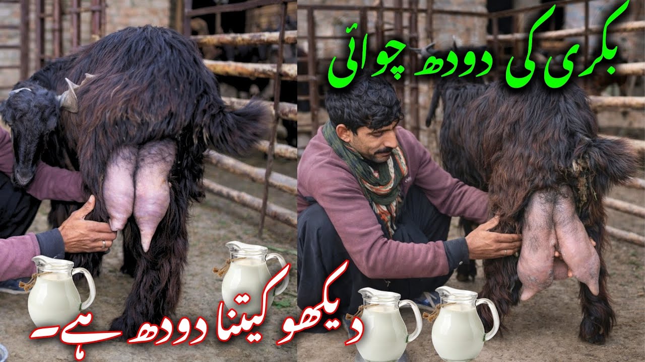 Unbelievable Goat Milk Production – See This!