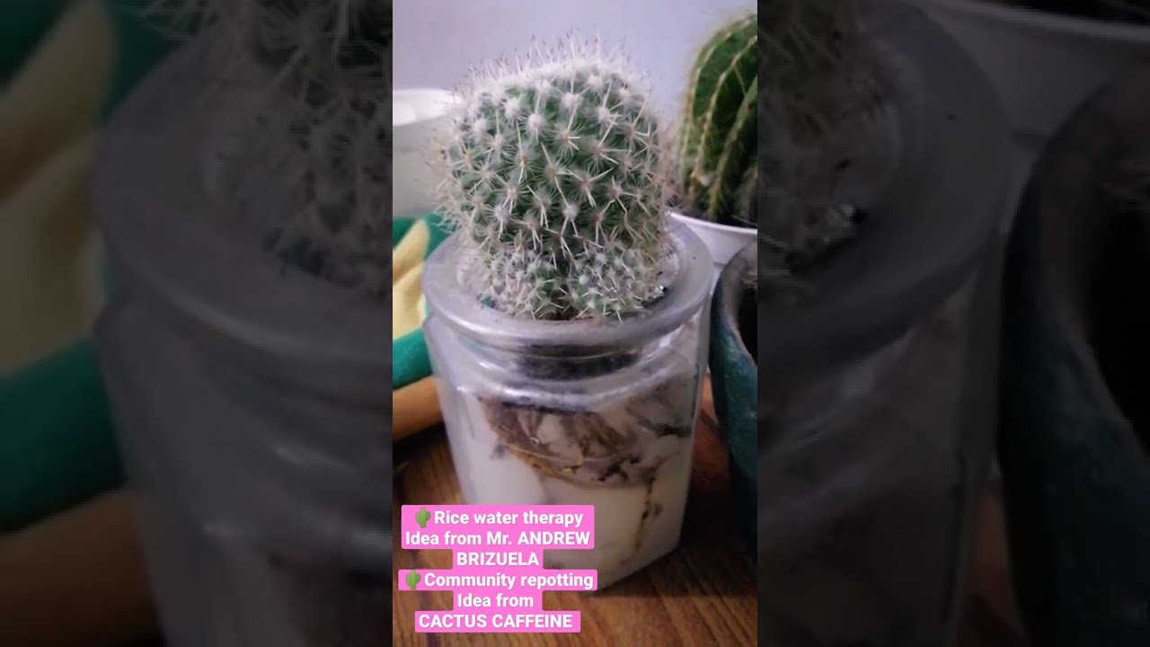 Idea from Cactus Caffeine and Mr. Andrew Brizuela 🌵
