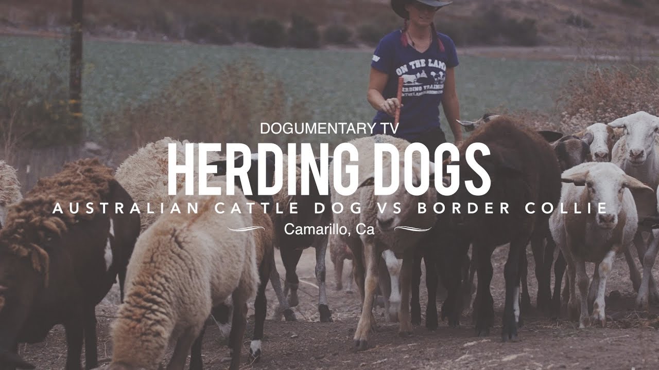 Border Collie vs. Australian Cattle Dog: The Ultimate Herding Showdown