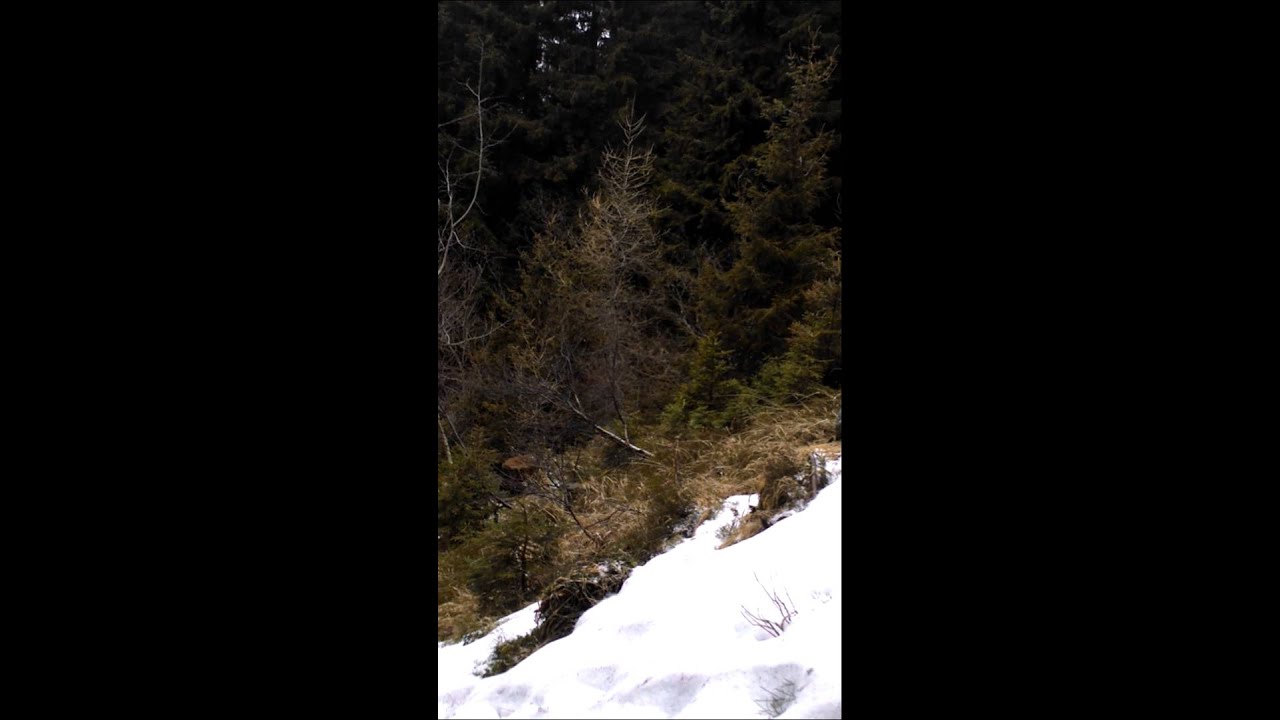 Segugi di 11 mesi scovano lepre