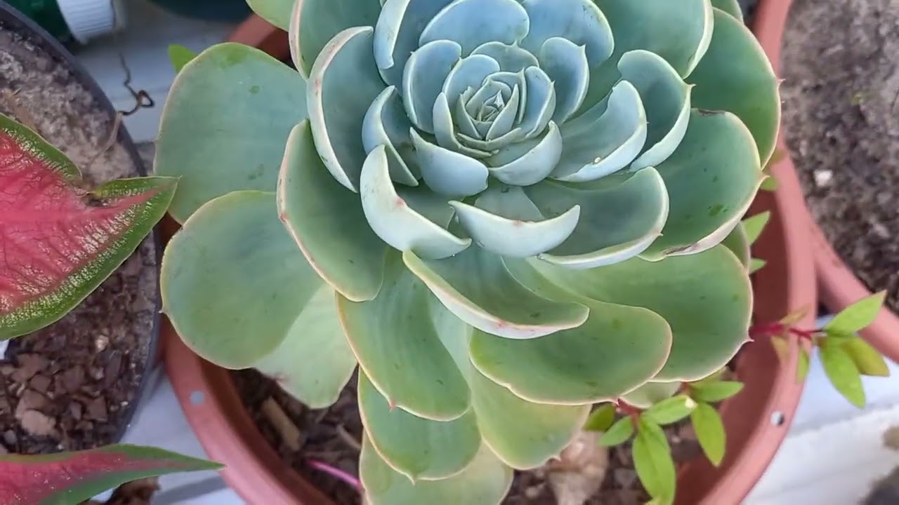 Estas são as flor de minha mana