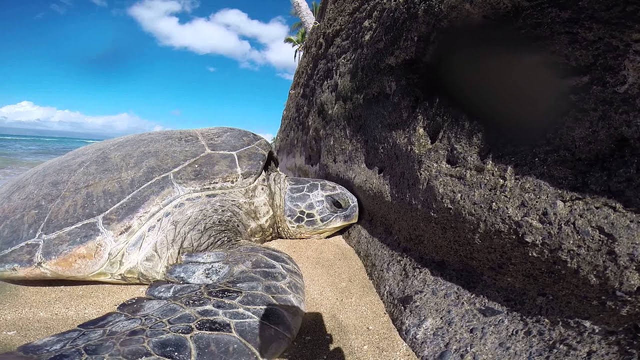 Honu sunbathing in Honokowai, Maui, Hawaii