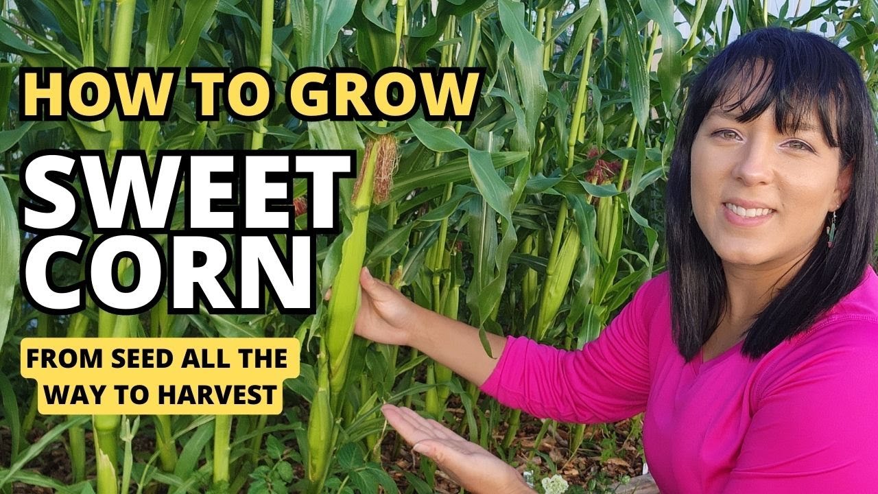 The Ultimate Sweet Corn Growing Guide - From Seed To Harvest #corn #garden #gardeningtips #homestead