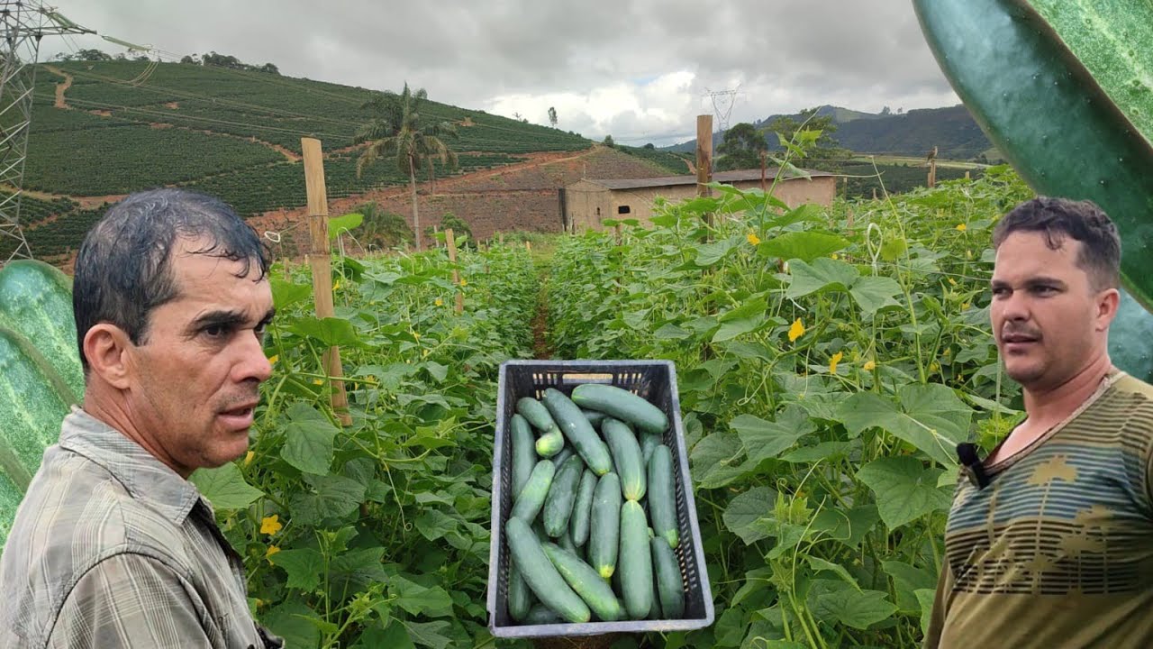 HOJE SOMOS O MAIOR PRODUTOR DE PEPINO DA REGIÃO