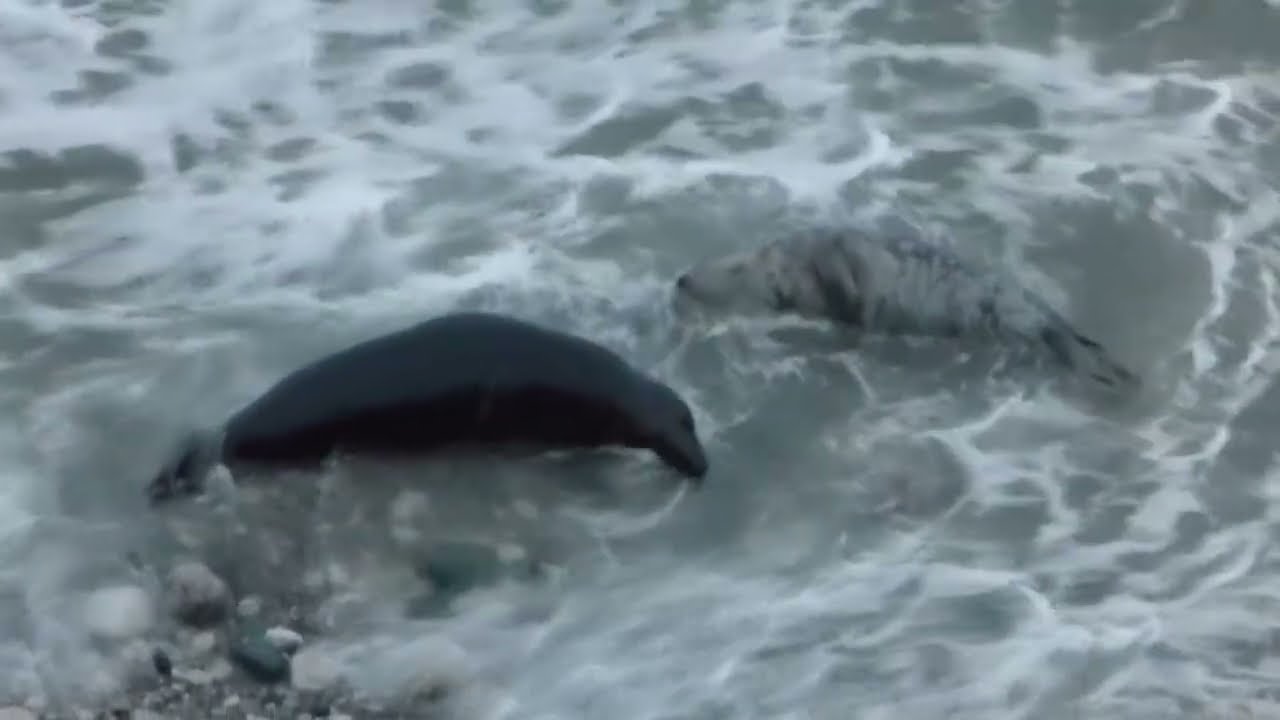 Great Orme Seals - 23rd December 2025