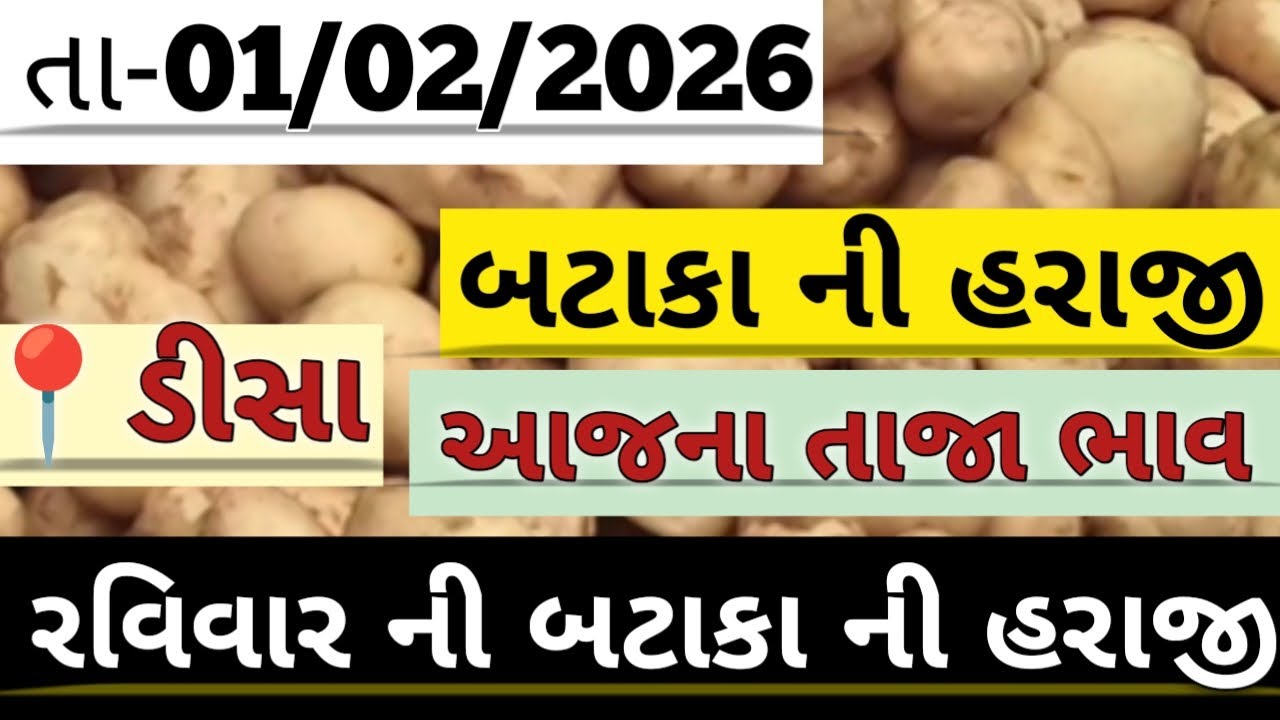 બટાકા ની હરાજી //deesa bataka ni haraji #deesa #aalu #potato #new #viralvideo #trendingvideo #edms 