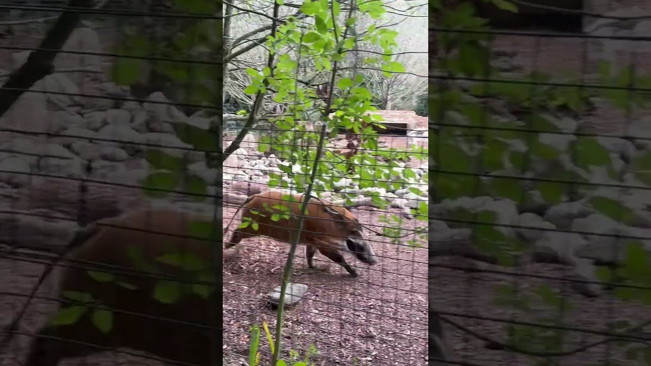 Red River Hogs at Marwell zoo