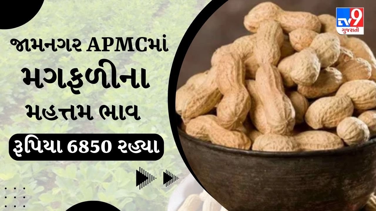 જામનગર APMCમાં મગફળીના મહત્તમ ભાવ રૂપિયા 6850 રહ્યા | APMC | GUJARAT | #Tv9D