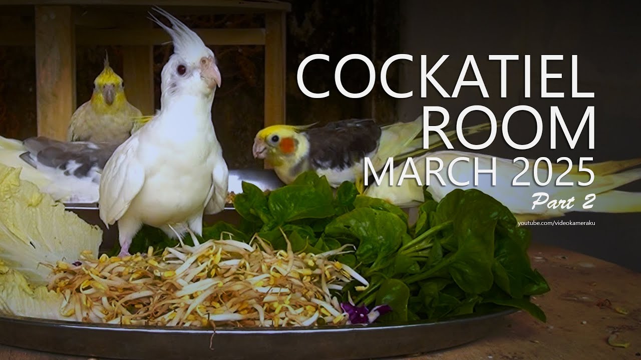 Cockatiel Room: March 2025 | Part 2