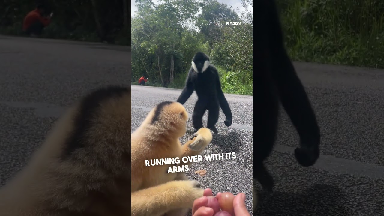 A Gibbon's Gesture of Friendship