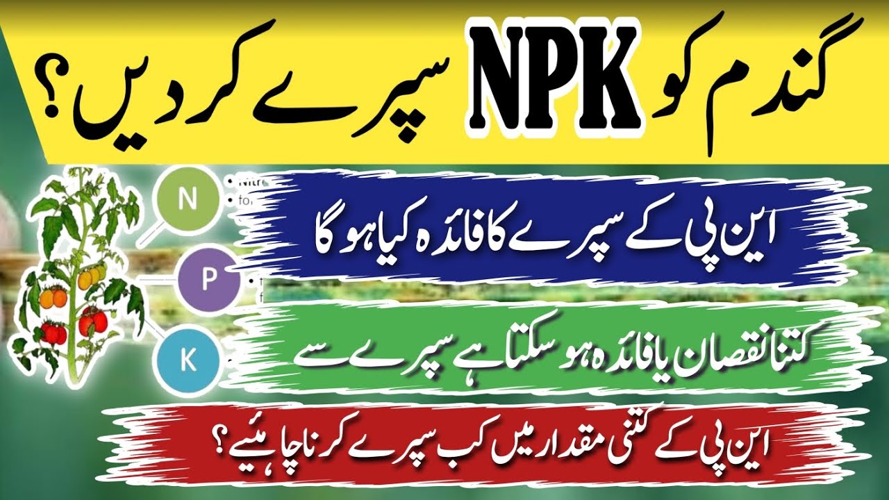 NPK spray in wheat crop after 90 days #agriculture #fertilizer #wheat #agribusiness #wheatfertilizer