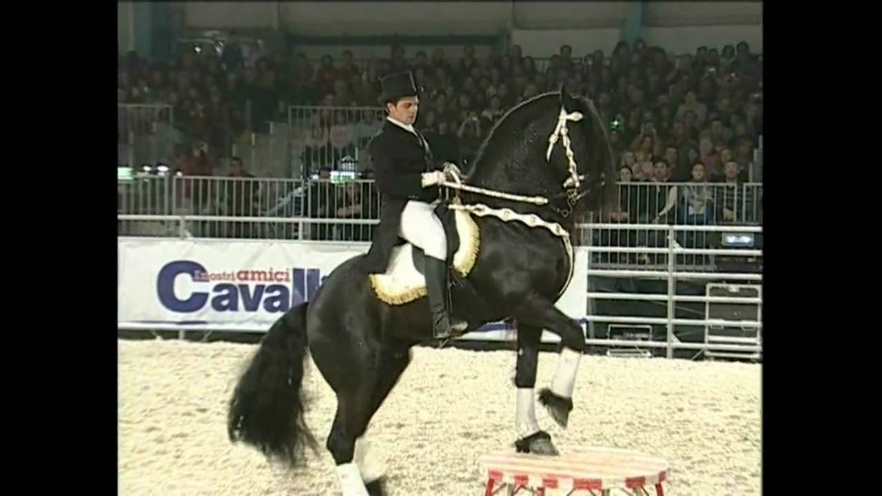 Frisone a Malpensa cavalli - una stella fra le stelle di Giuseppe Schifano