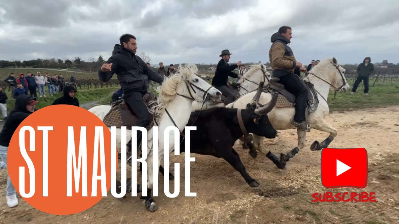 Ça a échappé de partout ￼😁👌 Bandido ➡️ St Maurice de Cazevieille ￼￼🇫🇷 22/03/25 Manade LERON & CONTI