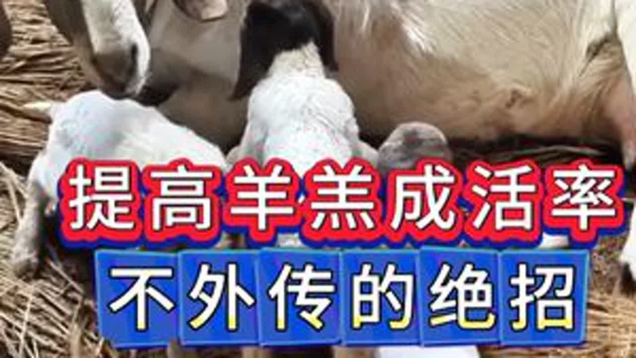 #养羊#牛羊养殖#新手养羊#养羊人
