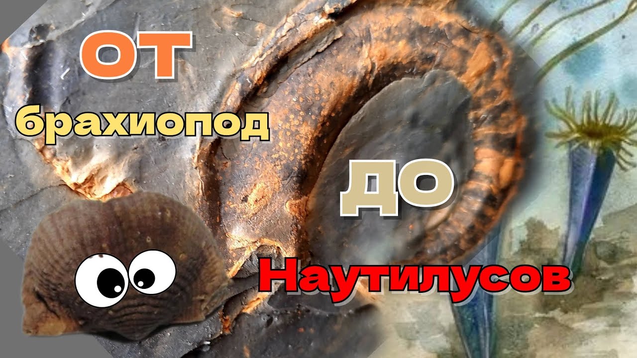 Окаменелости Калужской области. От брахиопод до наутилусов. Экспедиция, часть 2.