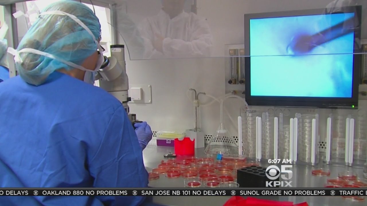 San Francisco Judge To Decide Fate Of Divorced Couple's Frozen Embryos