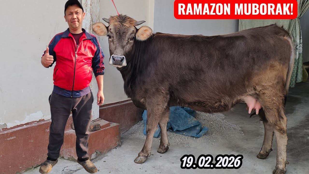 SHVEST YETUK BO‘G‘OZLAR🔥 ROSSIYA PARO‘DA ZO‘RLARI QODIRALI AKADA SHOSHILAMIZ🔥