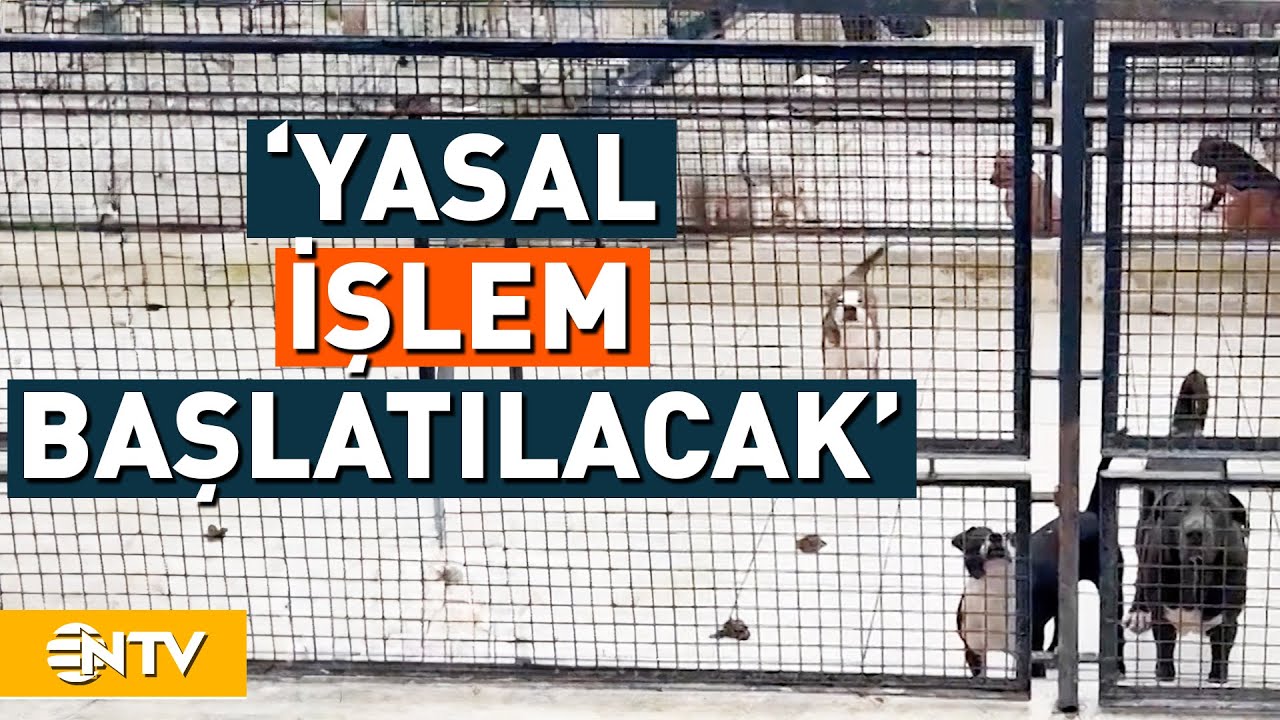 &Uuml;mraniye'deki Sahipsiz Hayvan Barınağı'na Ait G&ouml;r&uuml;nt&uuml;lere &Uuml;mraniye Belediyesi'nden A&ccedil;ıklama | NTV
