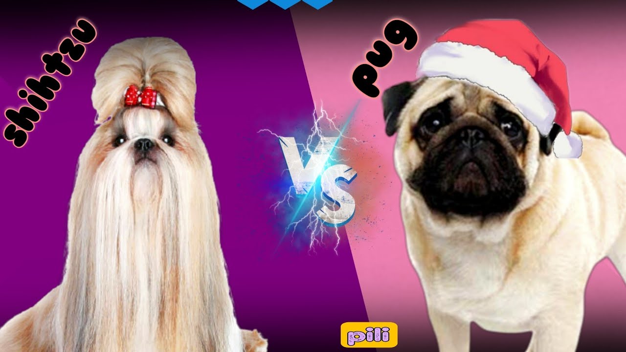 Pug vs Shih Tzu|Which one is better??😋🤤 #dog #Pug #Shih Tzu
