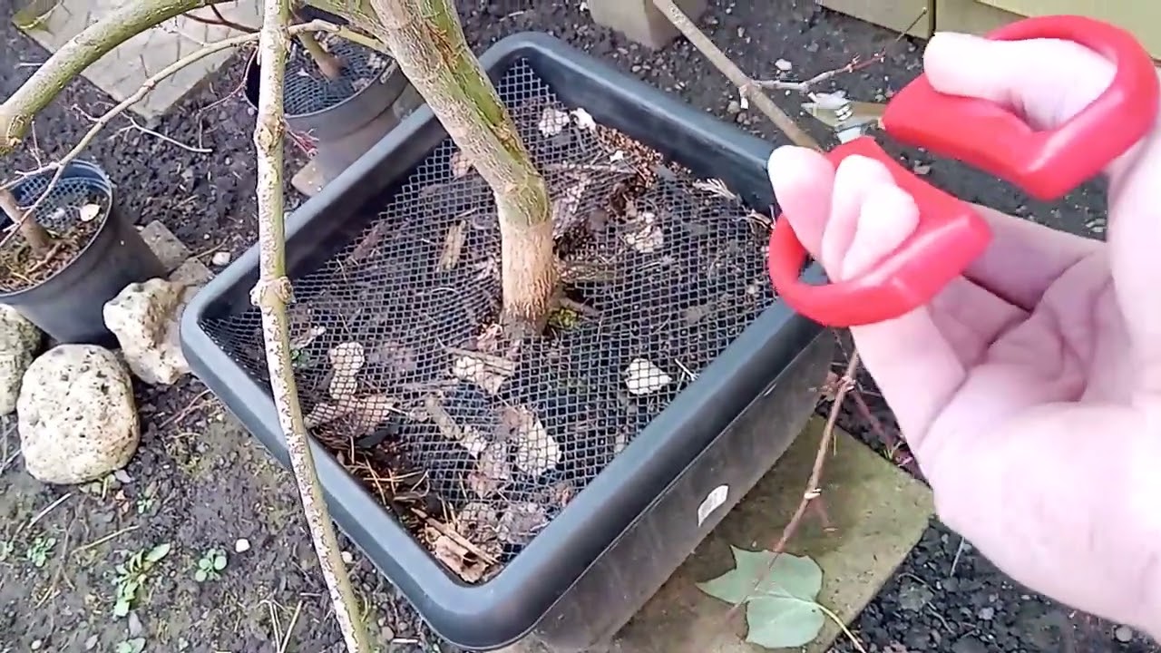 Die-back Pruning For Beginners - Example 3