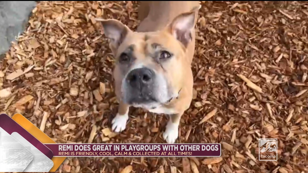 Pet of the Week: Remi, walks loose on leash, enjoys doggie playgroups - Cityline - February 19, 2026