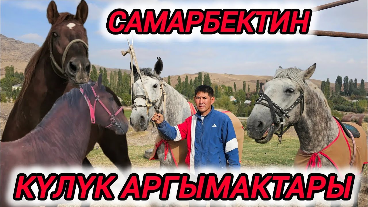 Самарбектин күлүк аргымактары Машааллах 🇰🇬💥💥💥