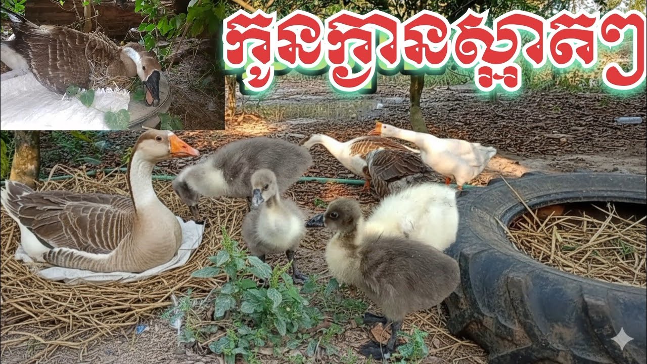 “កូនក្ងានថ្មីៗស្អាតណាស់—Cute Baby Geese in My Backyard”