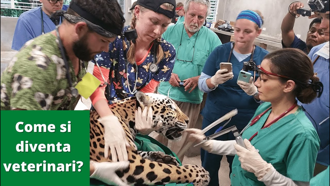Diventare veterinario &egrave; facile se sai come farlo 🐶🐱🦁 🐮