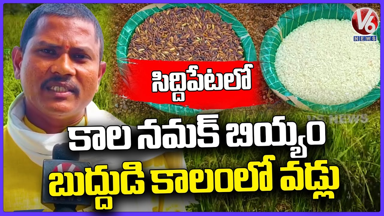 Kala Namak Rice Farming In Siddpet | Gift From Lord Buddha | V6 News