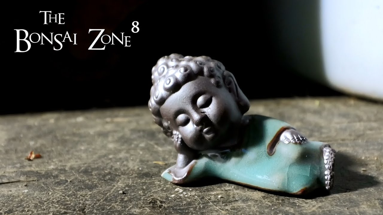 A Fun Road Trip to Tropical Expressions, The Bonsai Zone, Nov 2021