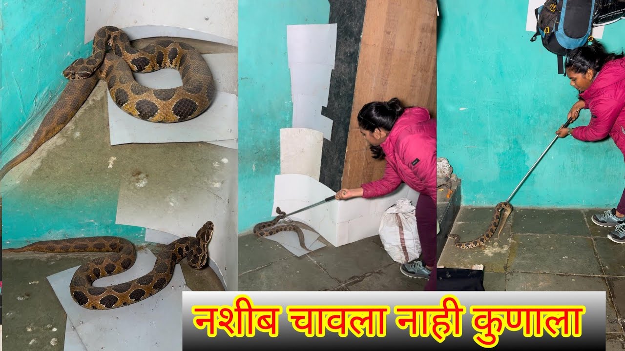 😱🐍अरे बापरे नशीब चावला नाही कुणाला हा घरात घुसलेला अतिविषारी घोणस साप🐍😳