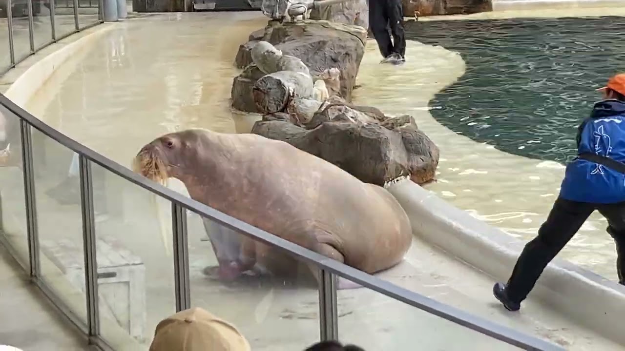 セイウチのソラ