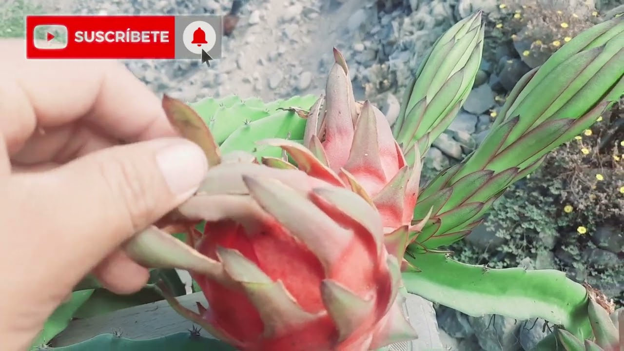 Pitahaya 6 Híbridos  con potencial para una Futura Exportación. Dragon Fruit Hibrid Peru