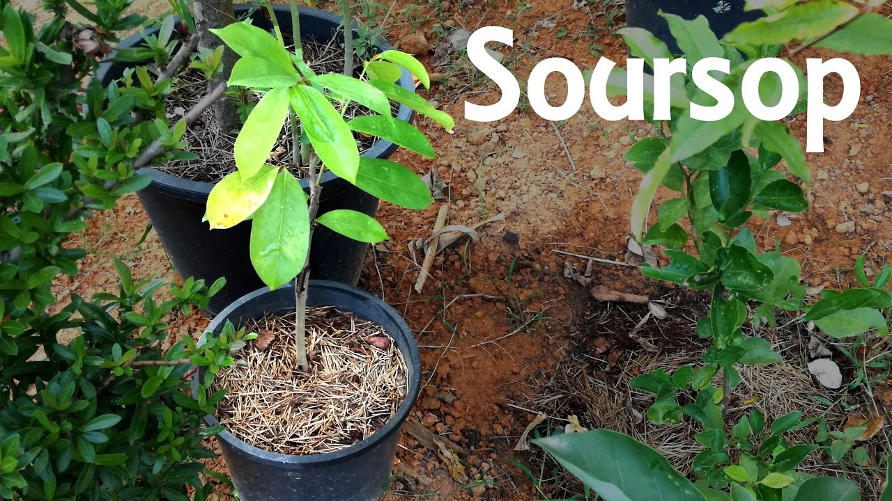 Growing soursop in a pot