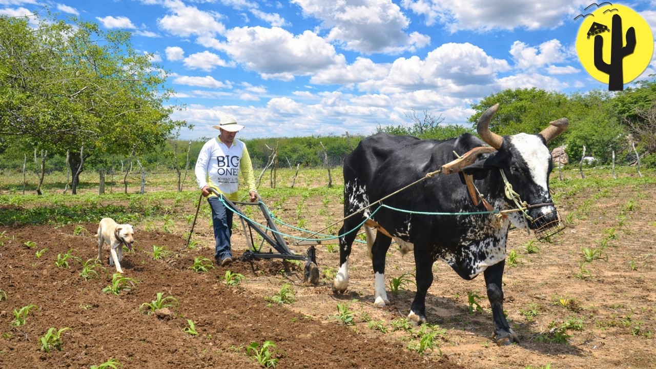 [VIDA NA RO&Ccedil;A] Tico Cultiva a Terra que est&aacute; bastante Molhada e a Lavoura muito Pr&oacute;spera - Ep4 🌵