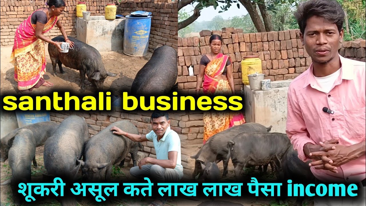 सुकरी असूल कते अडी जस्ती पैसा || Santhali business Sukari faram Dukan Hajaribag jharkhand.