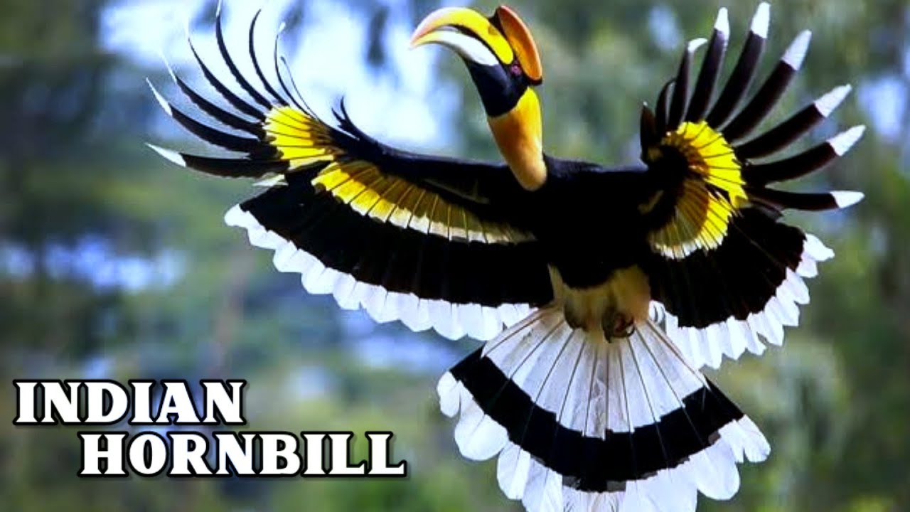 Indian Hornbill Sound | Great Indian Hornbill | Grey and Pied Hornbill | Rare Bird in India |