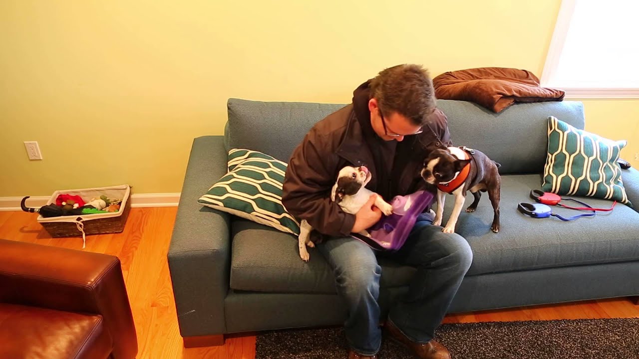 Tui the French bulldog puppy and Niko the Boston Terrier getting ready for cold weather walk