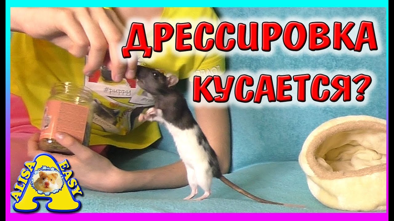 КРЫСКИ ГУЛЯЮТ / ДРЕССИРОВКА КРЫСЫ ХОМКИ / ГУЛЯЮ С КРЫСАМИ / Alisa Easy Pets